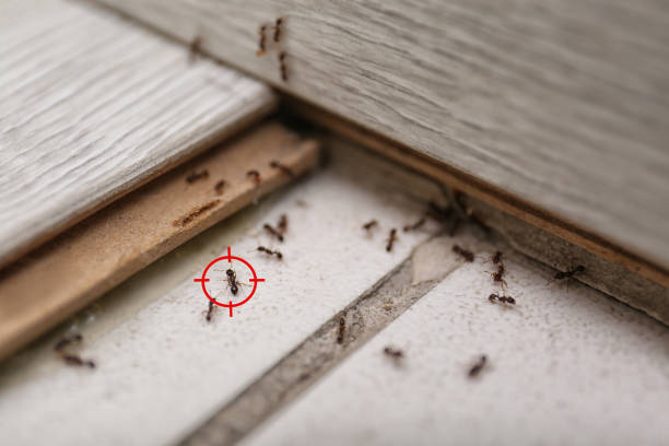 Best Cockroach Control Services  in Clarksburg, MD